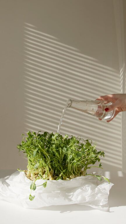 Essential Tips for Keeping Your Houseplants Healthy and Thriving